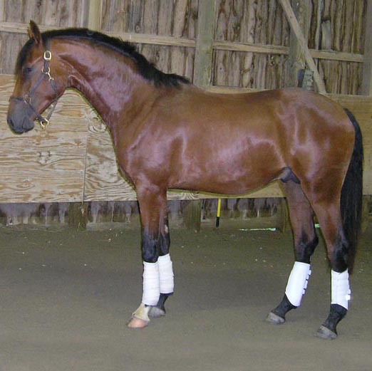 Cassanova