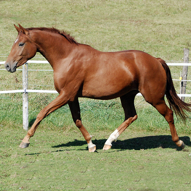 Idomeneus