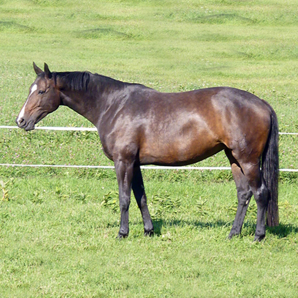 Welcome Symphonie