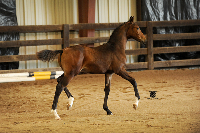 Delphine_Dacaprio_EM_Whipped_Cream_Weltmeyer_arion_sporthorses_3