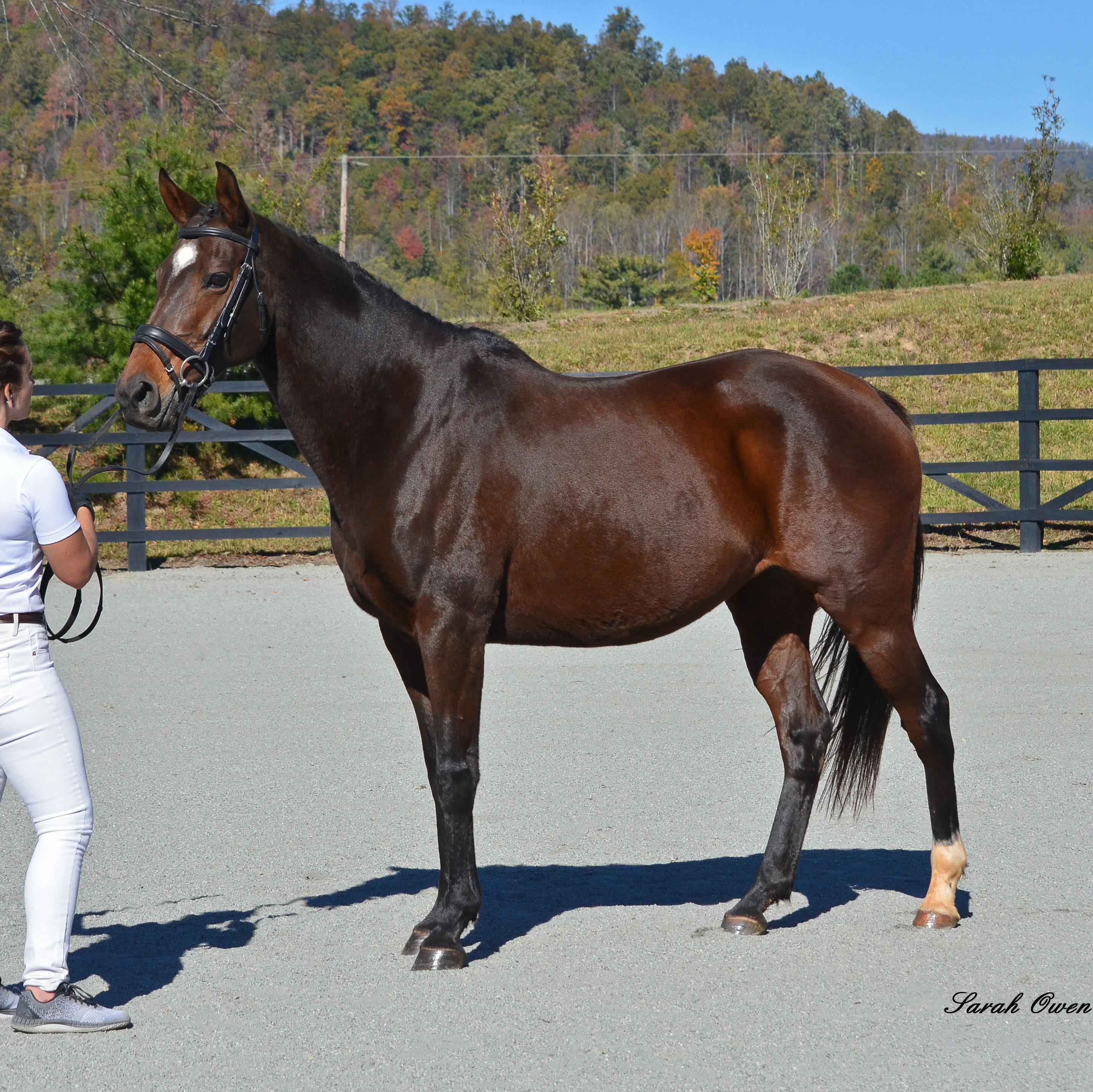 Premium Mare Chasin Cash
