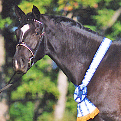 St.Pr.A./Elite Mare Wolkendame