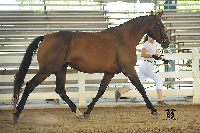 la_baltic_queen_of_spades_inspiration_double_line_arion_sporthorses_broodmare