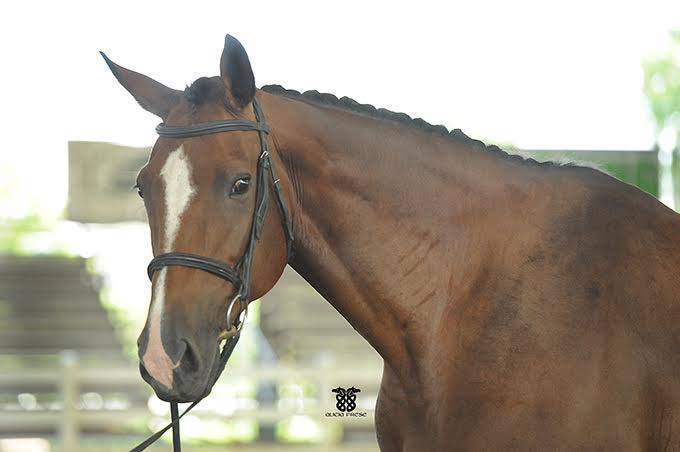 la_baltic_queen_of_spades_inspiration_double_line_arion_sporthorses_broodmare_2