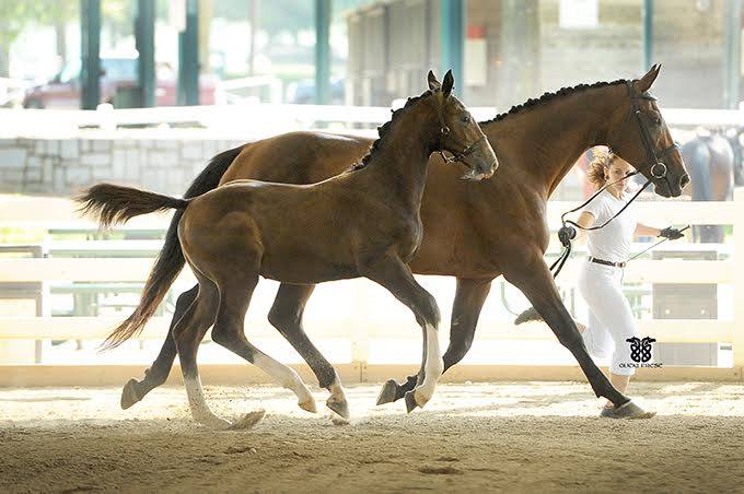 la_baltic_queen_of_spades_inspiration_double_line_arion_sporthorses_broodmare_3