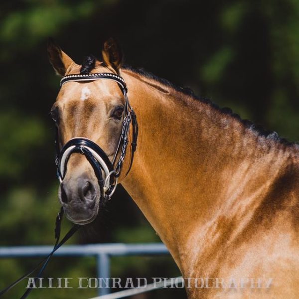 The Duke of Clarence