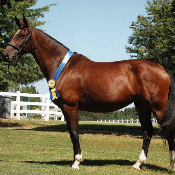 Pr. Mare Brilliant Diamond