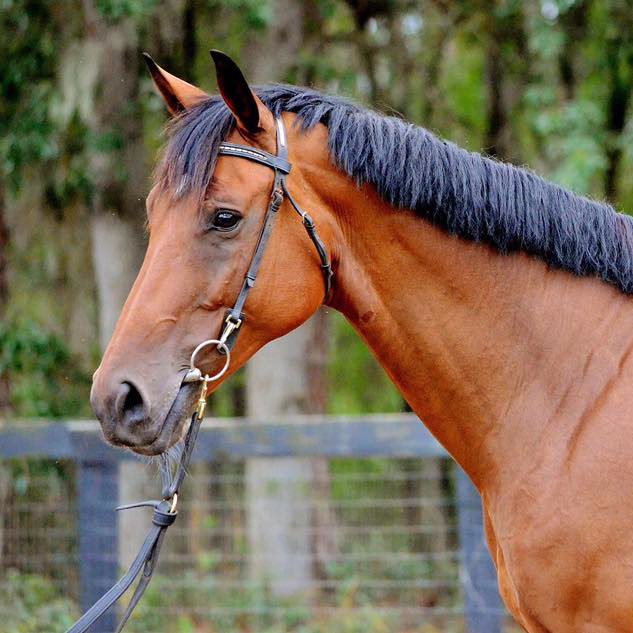 Premium Mare Stamroos W
