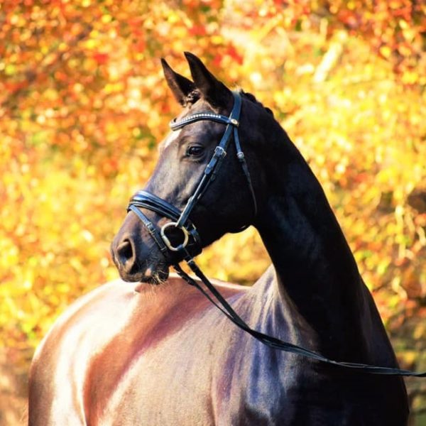 Premium Mare Iruna R