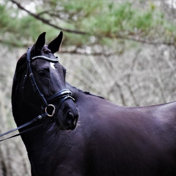 Premium Mare Kashmir R