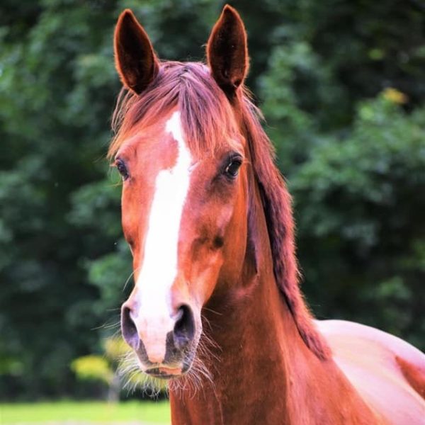 Wizzystrade